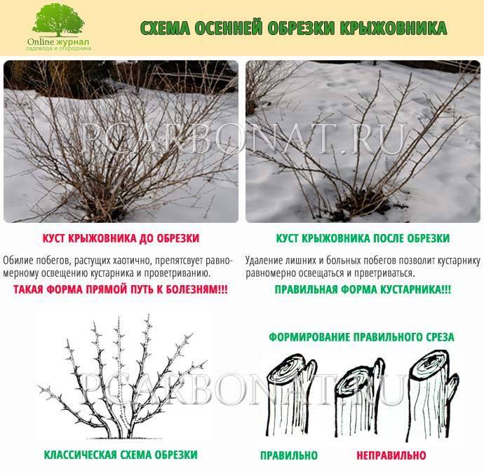 Обрезка крыжовника осенью для начинающих в картинках пошагово