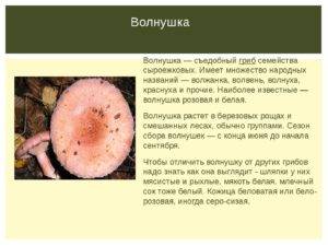 Грибы волнушки: описание, полезные свойства, выращивание, приготовление