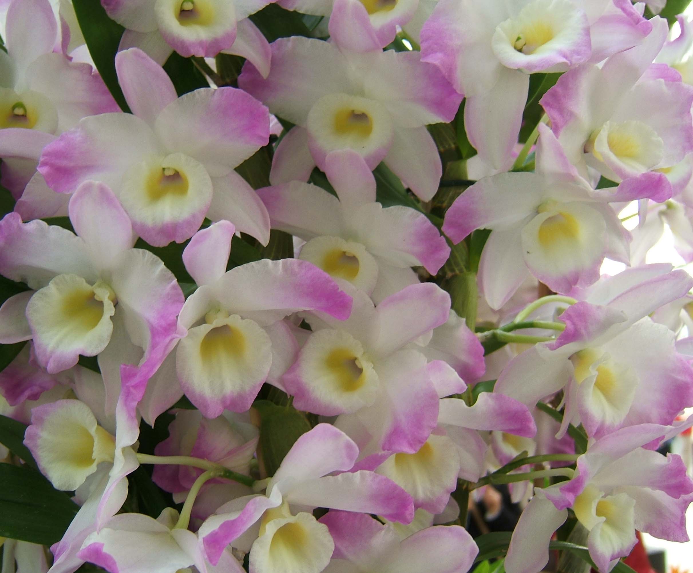 Размножение орхидеи дендробиум и уход в домашних условиях, подробное видео и фото, особенности, как размножить черенками