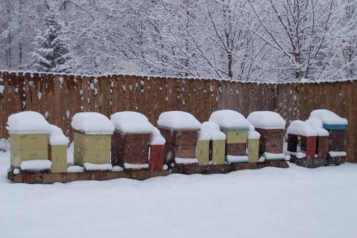 Подготовка пчел к зимовке, что и как нужно делать, когда начинать, выбор корма и обработка пчелиных семей
