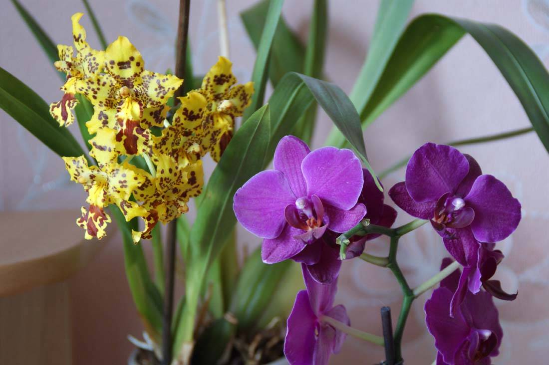 Орхидеи виды фото и названия все виды