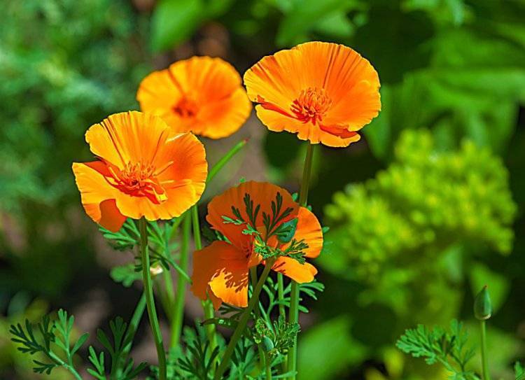 Калифорнийский мак или эшшольция: выращивание из семян, когда сажать и как ухаживать за эффектным цветком
