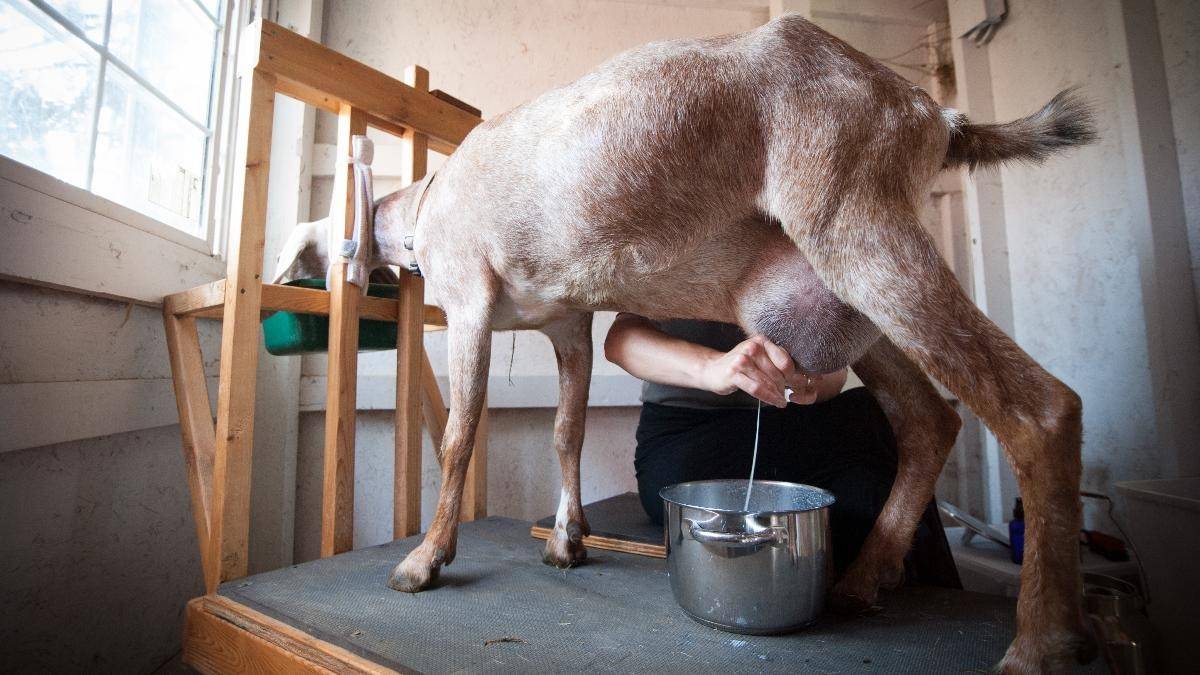 Когда можно пить молоко после окота козы и при запуске беременного животного, сколько дает после первых родов, может ли быть, что его мало, почему нет, что делать?
