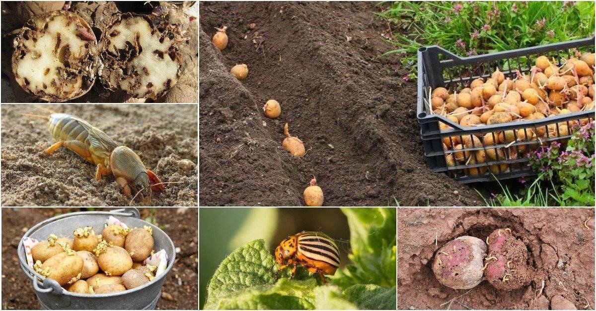 Горчица от колорадского жука – спасаем картошку народными методами