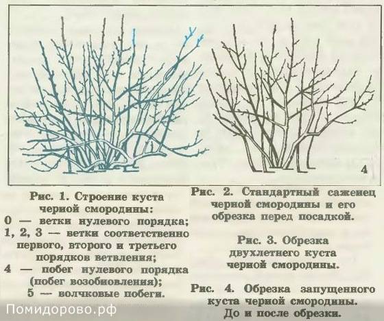 Обрезка красной смородины осенью для начинающих в картинках