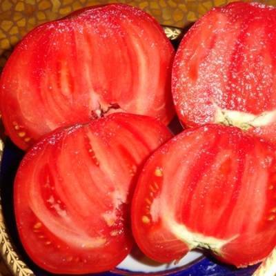 Чем знаменит томат сорта вова путин. особенности агротехники, отзывы фермеров