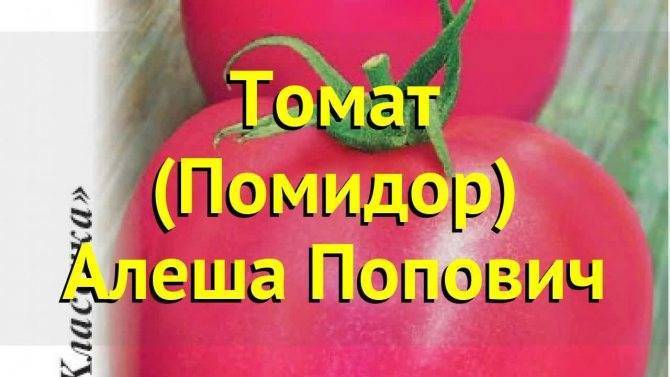 Полное описание и характеристики сорта томата алеша попович
