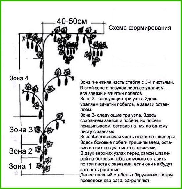 Схема и инструкция по обрезке огурцов в теплице