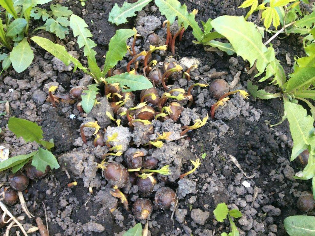 Основные правила и секреты выращивания фундука. как обеспечить необходимый уход и получить должный урожай орехов?