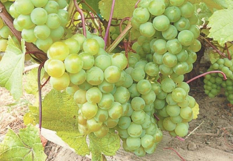 Виноград таежный: описание сорта и характеристики, правила посадки и ухода
