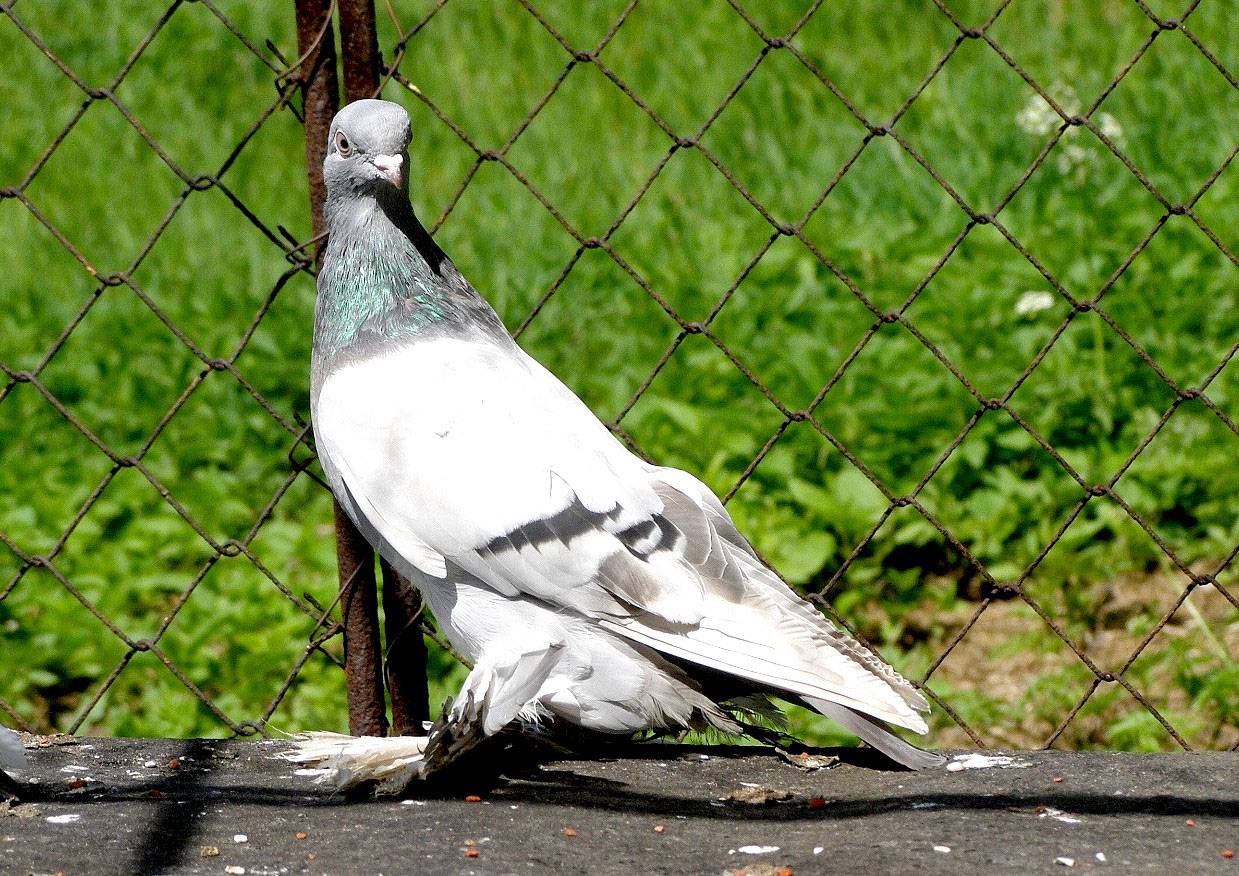 Туркменские голуби агараны: описание, фото и видеообзоры