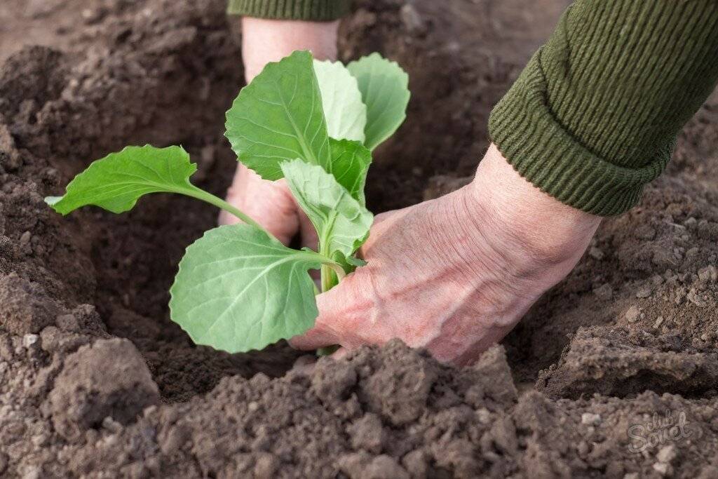 Посадка капусты в открытый грунт рассадой: как сажать, уход за рассадой, высадка сортов капусты