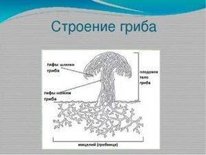 Гифа это в биологии. Грибница мицелий схема. Строение грибницы мицелия. Строение гриба мицелий. Строение мицелия грибов.