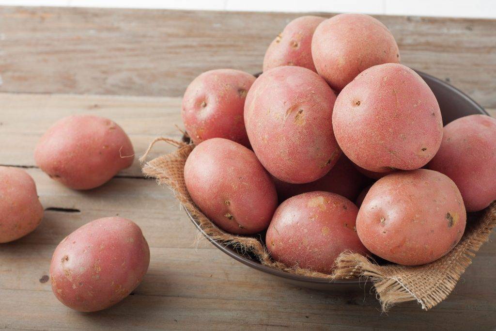 Эволюшн – урожайный картофель из голландии. как вырастить, плюсы, минусы, оценки садоводов