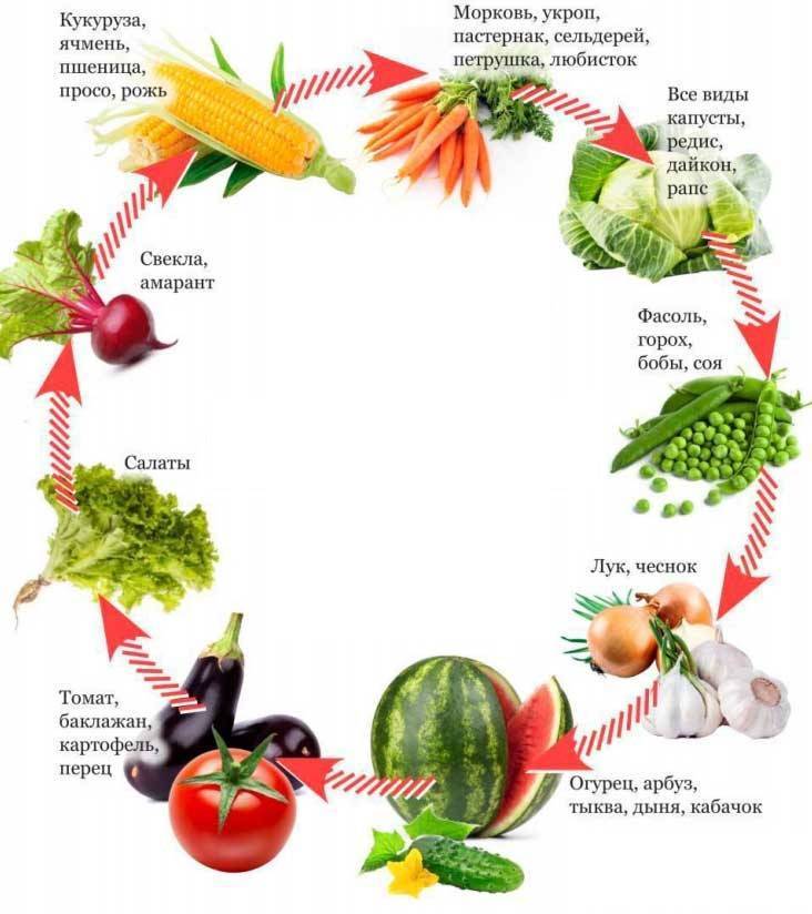 Схема севооборота овощных культур на дачном участке таблица