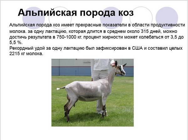 Обзор зааненских коз: характеристика породы, содержания, разведение и фото