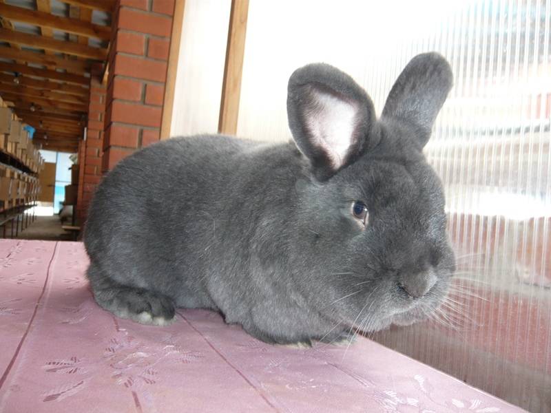 Венский голубой кролик: фото, описание, характеристика