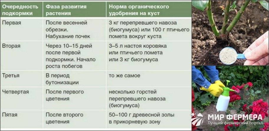 Как развести дрожжи для полива растений на огороде таблица с фото