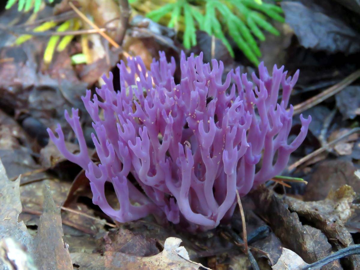 Коралловый гриб: описание, съедобные разновидности