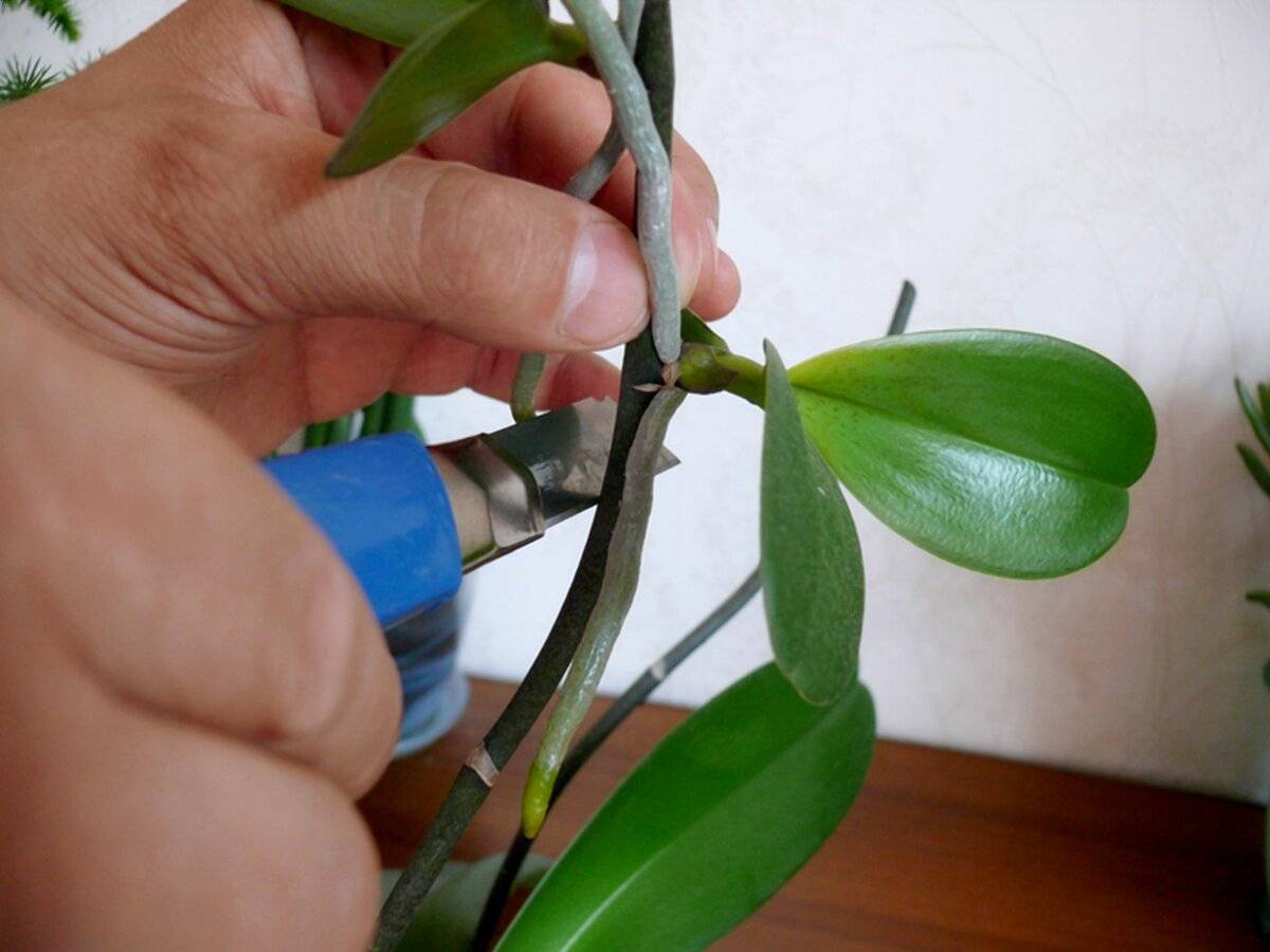 Как пересадить деток орхидеи в домашних условиях пошаговое фото