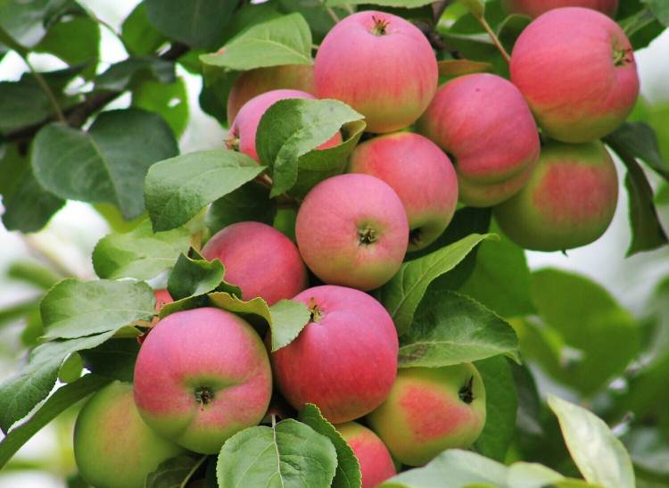 Яблоня ауксис: секреты выращивания прихотливого сорта