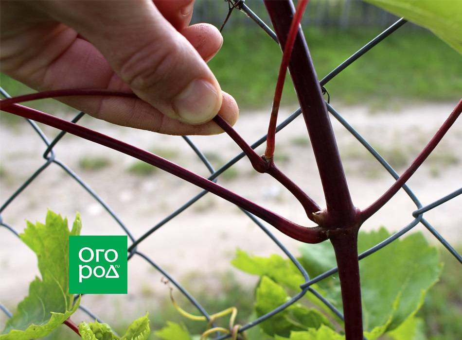 Прищипывание винограда: просто и доступно каждому » все для дачника