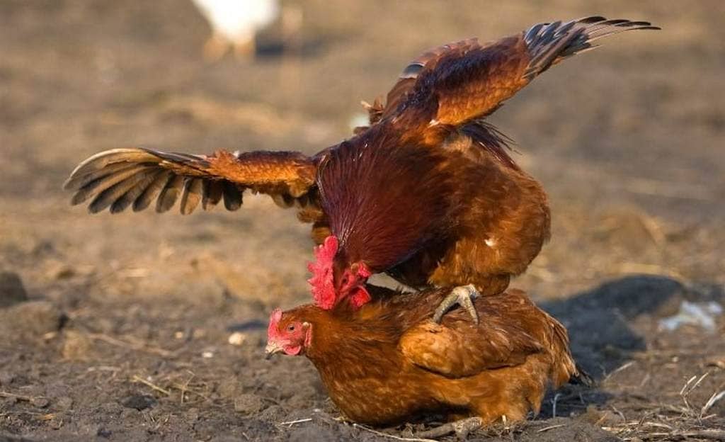 Почему цыплята клюют друг друга до крови: причины и что делать