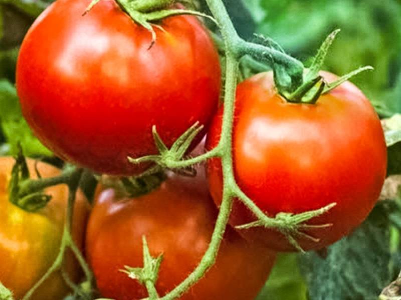 Томат альфа: характеристика и описание сорта, отзывы и фото