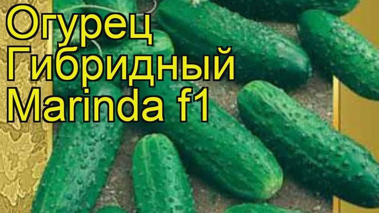 Маринда огурец описание сорта фото