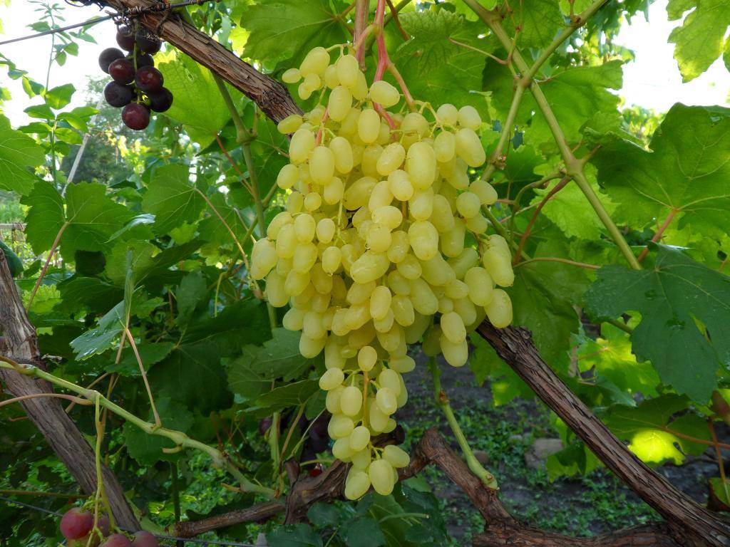 Сорт винограда алеша фото и описание