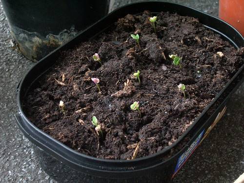 Капуста брокколи: выращивание, уход, правильная агротехника в открытом грунте