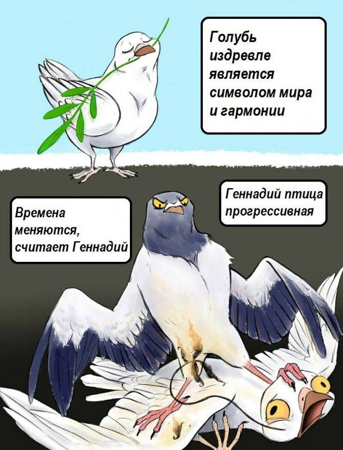 Размножение голубей схема