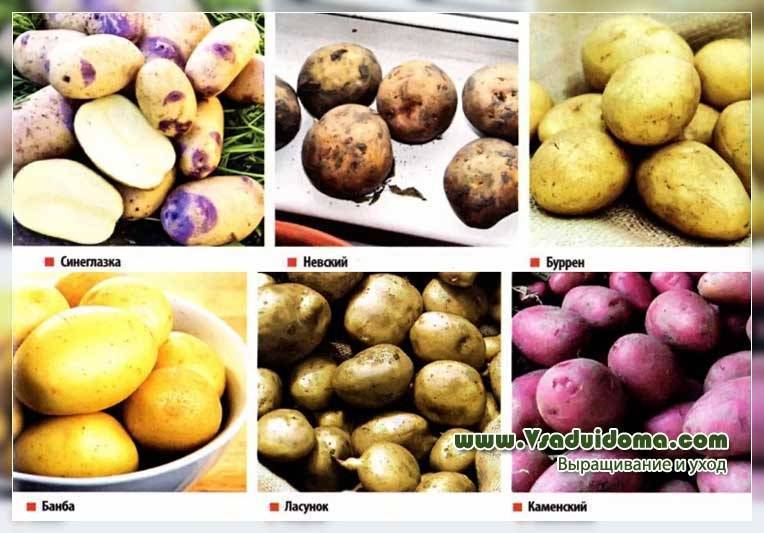 ✅ сорт картофеля банба: особенности и характеристика, агротехника выращивания и ухода за картофелем, фото - tehnoyug.com
