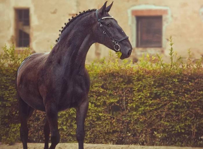 Кладрубская лошадь: описание породы