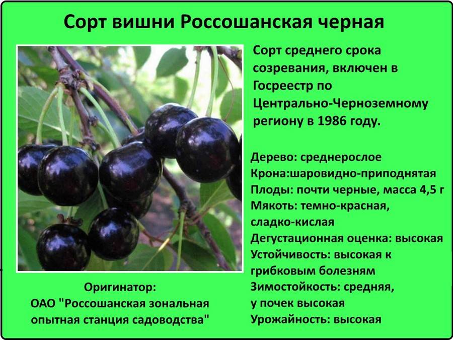 Вишня чернокорка: особенности сорта, выращивание, уход, отзывы