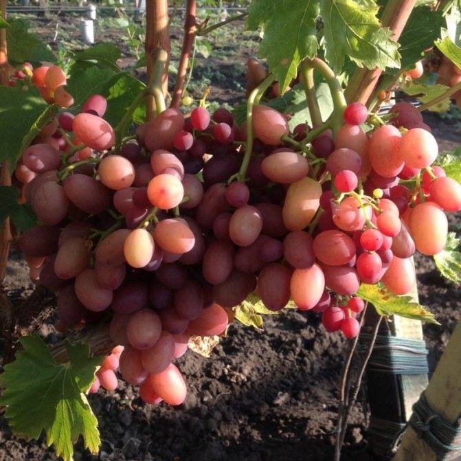 Виноград гелиос: описание сорта, его особенности и характеристики, подверженность заболеваниям и меры борьбы с вредителями, а также фото и полезное видео selo.guru — интернет портал о сельском хозяйстве