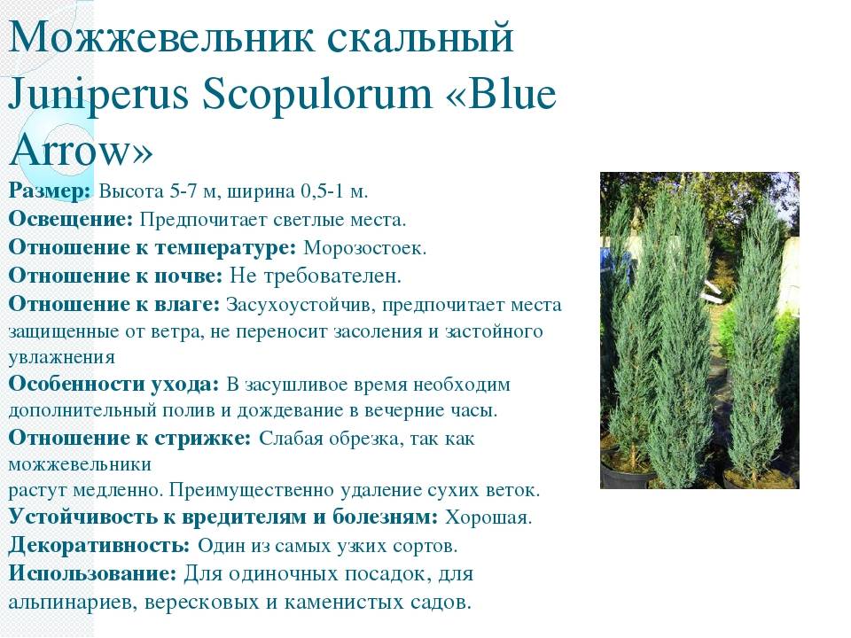 Можжевельник скайрокет. описание, фото, купить в садовом центре.