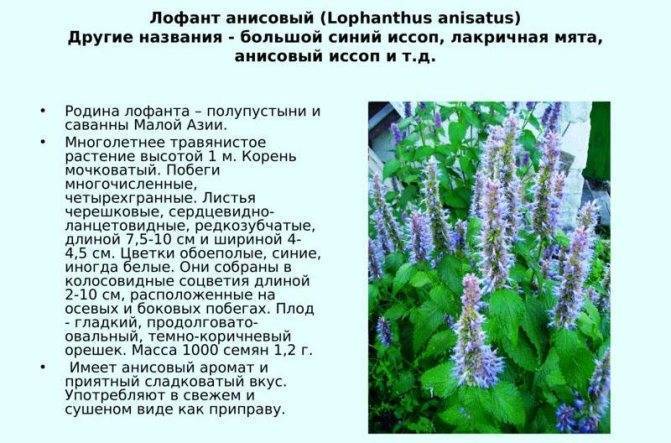 Лофант анисовый (фенхельный, мята мексиканская): полезные свойства и противопоказания, выращивание растения медоноса, фото травы