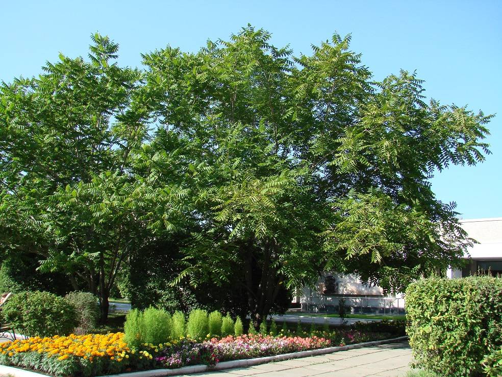 Маньчжурский орех: как вырастить, посадка и уход, фото