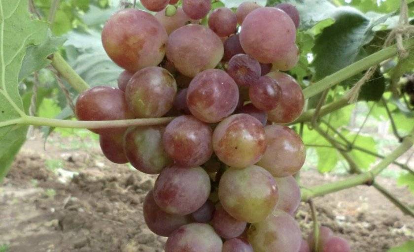 Виноград «лидия»: описание и характеристика, фото и отзывы о нем. делают ли вино из розовой ягоды и какая от этого сорта польза и вред?