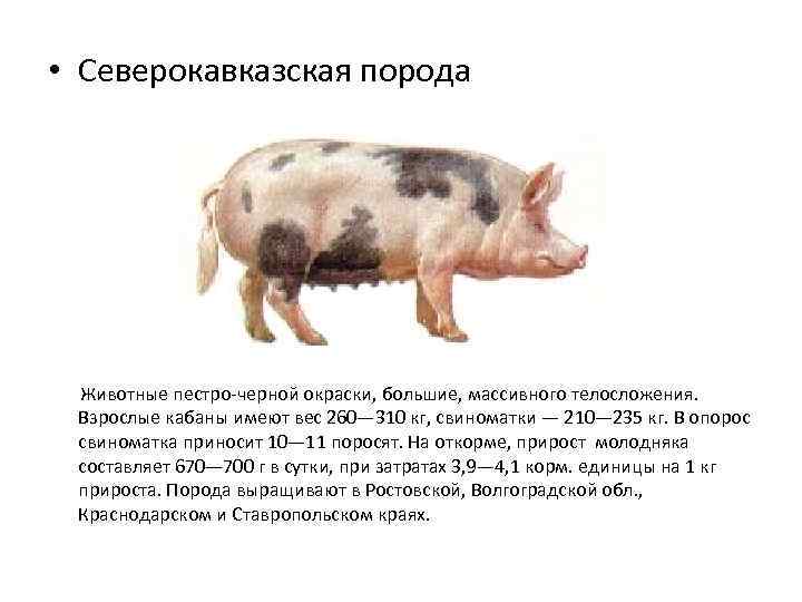 11 свиней