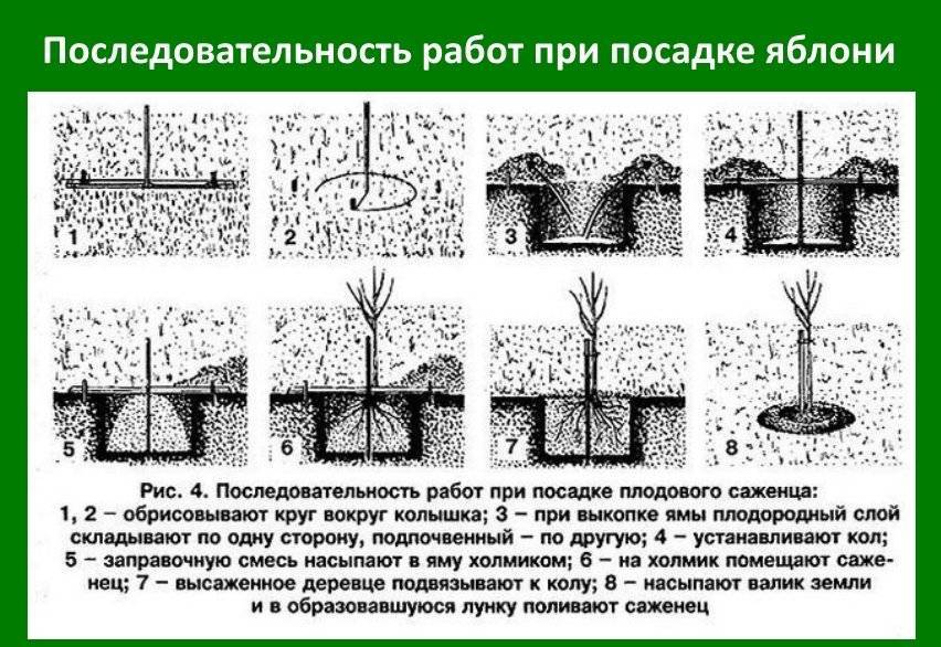 Схема посадки груши в саду