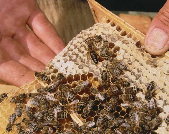 Как отличить матку от других пчел начинающим пчеловодам фото