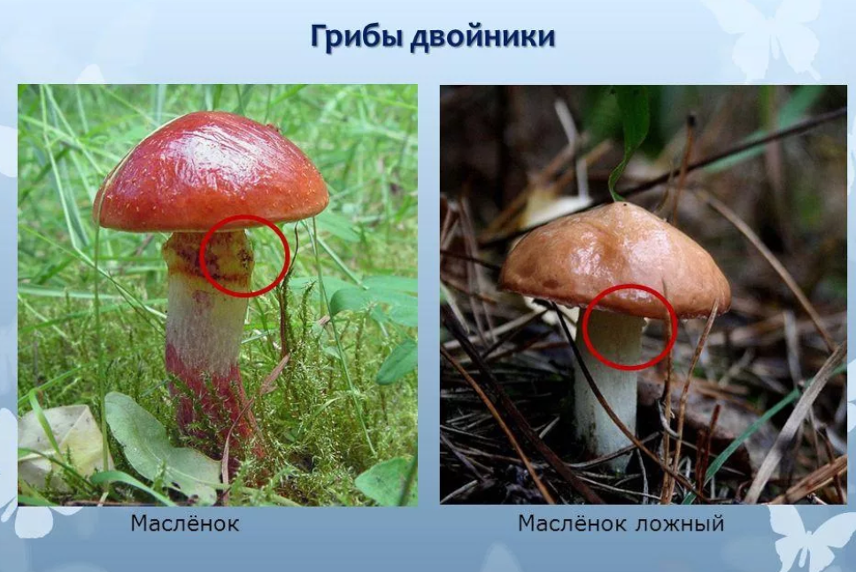 Маслята грибы фото и описание ядовитые двойники