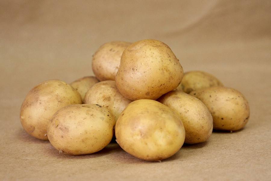 Картофель колобок: описание и характеристика сорта с фото, вкусовые качества, особенности выращивания