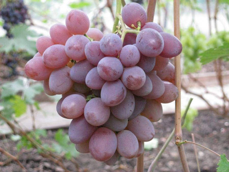 Лучшие сорта винограда для средней полосы россии с фото и описанием
