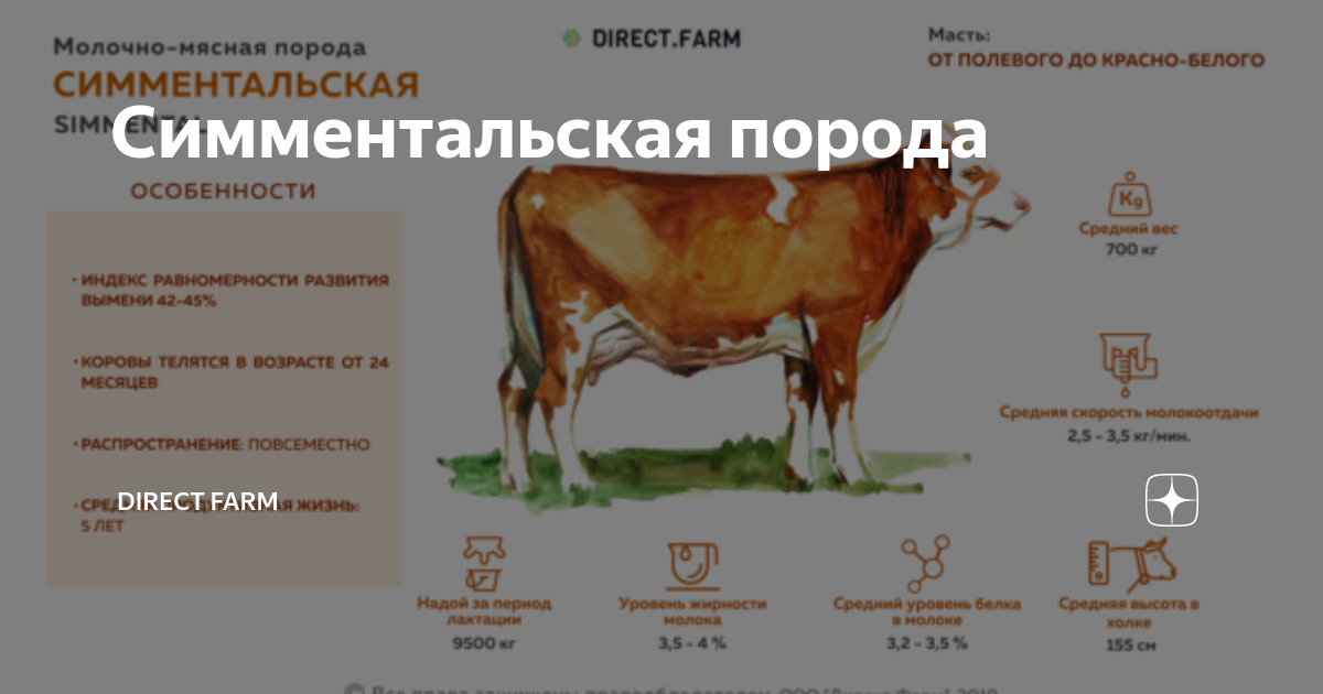 О симментальской породе коров: описание и характеристики, содержание, уход