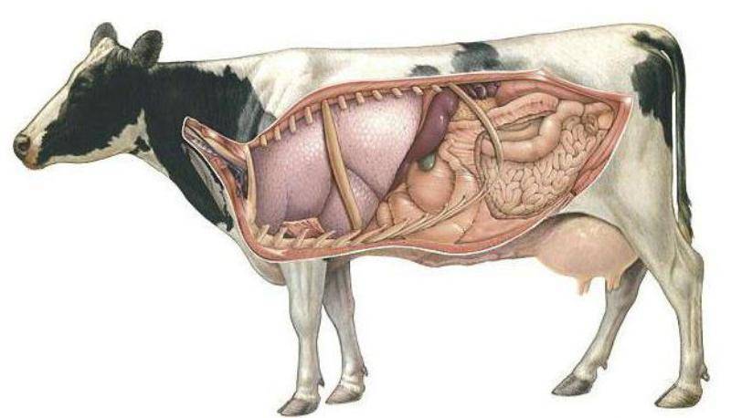 Смещение сычуга у коров: признаки заболевания, способы его лечения и профилактики