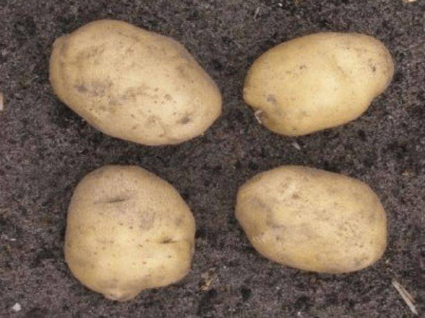 Обзор лучших сортов картофеля для подмосковья |