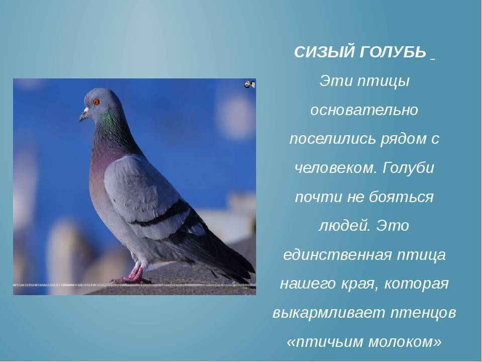 Человек-голубь: характеристика, признаки, характер, поведение